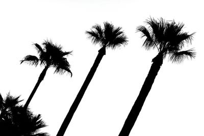 Black California Series - Three Palm Trees by Philippe Hugonnard canvas print