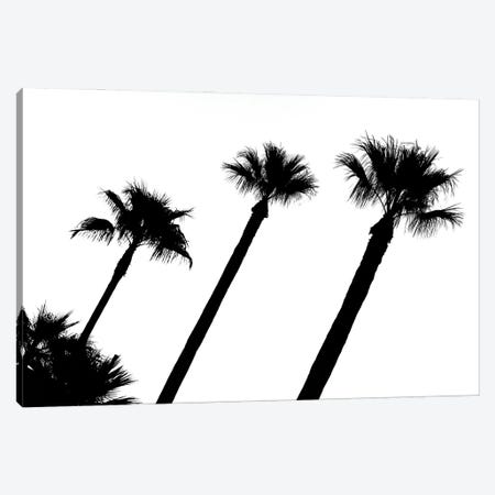 Black California Series - Three Palm Trees Canvas Print #PHD1810} by Philippe Hugonnard Canvas Wall Art
