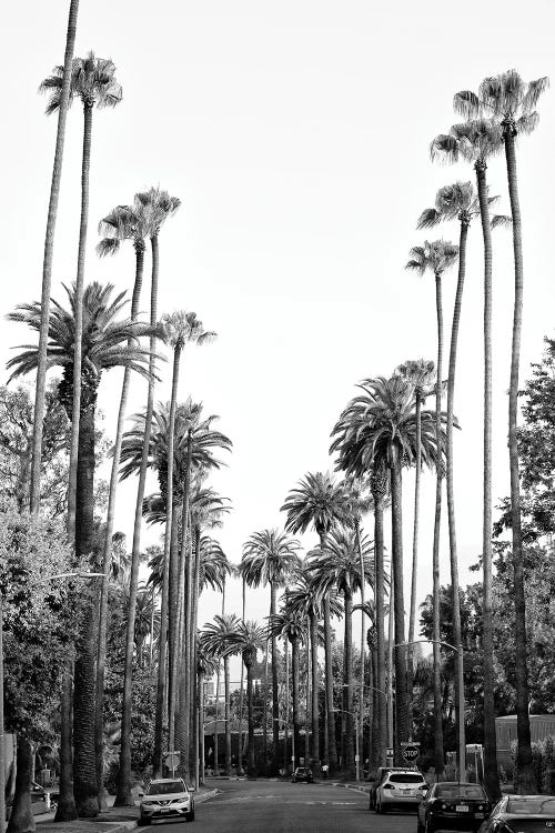 Black California Series - Los Angeles Palm Trees