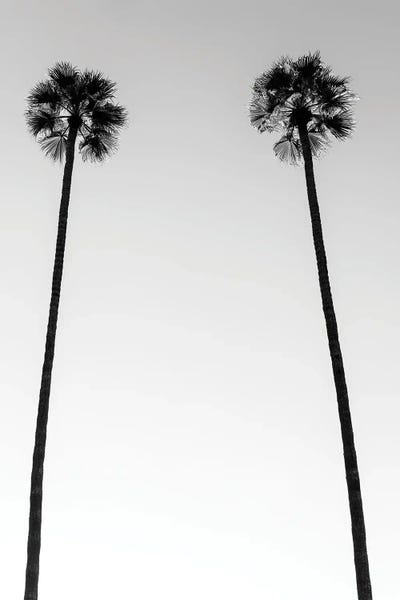 Black California Series - Two Palm Trees by Philippe Hugonnard canvas print