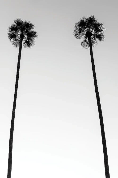 Black California Series - Two Palm Trees