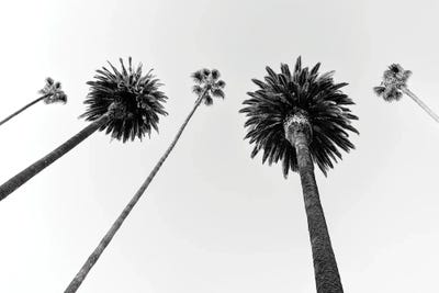 Black California Series - Five Palm Trees by Philippe Hugonnard canvas print