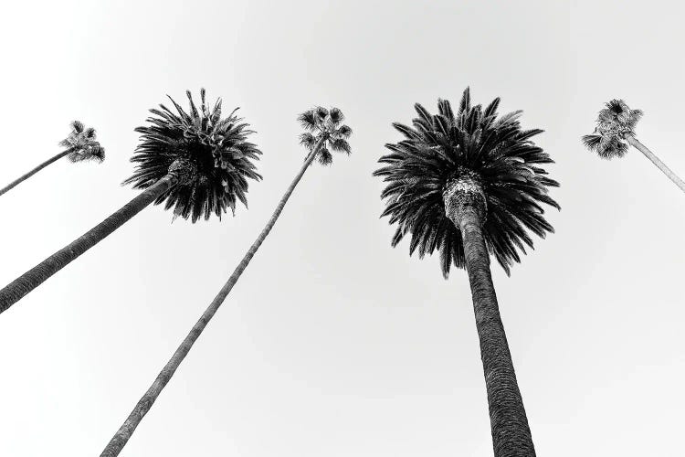 Black California Series - Five Palm Trees