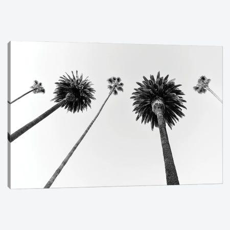 Black California Series - Five Palm Trees Canvas Print #PHD1818} by Philippe Hugonnard Canvas Art