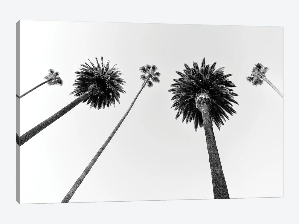 Black California Series - Five Palm Trees by Philippe Hugonnard 1-piece Canvas Art