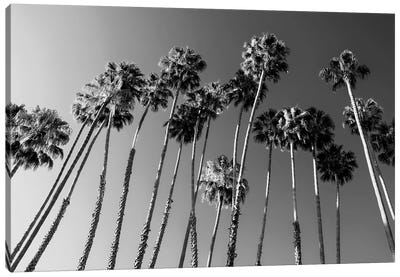 Black California Series - Palm Trees Family Canvas Art Print - All Black Collection