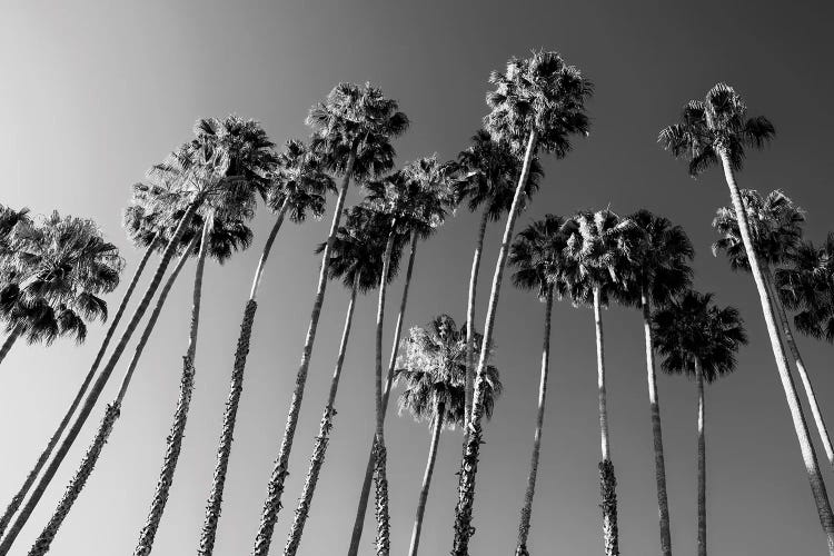 Black California Series - Palm Trees Family