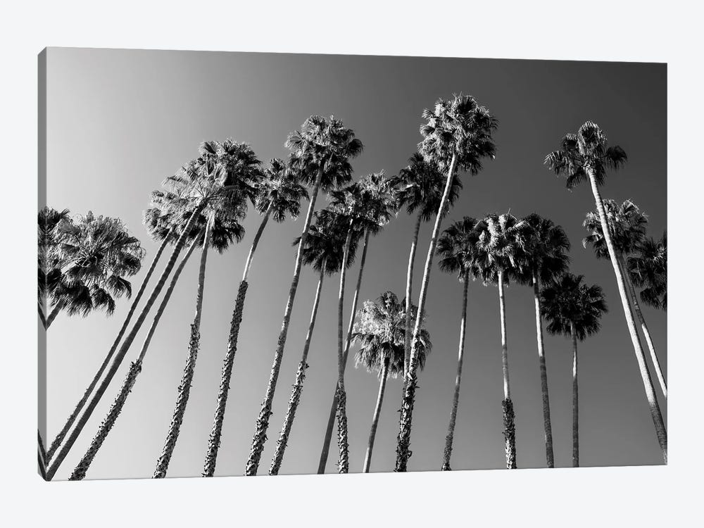 Black California Series - Palm Trees Family by Philippe Hugonnard 1-piece Canvas Print