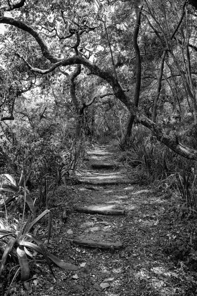 Black & White Florals: African Forest by Philippe Hugonnard