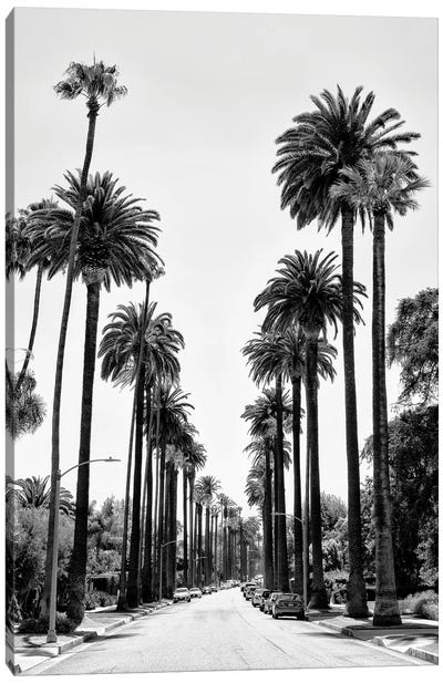 Black California Series - Beverly Hills Palm Alley Canvas Art Print - Black & White Photography