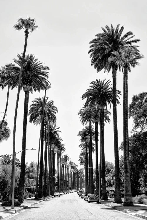 Black California Series - Beverly Hills Palm Alley by Philippe Hugonnard wall art