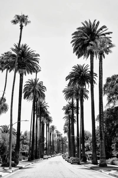 Beverly Hills Palm Alley