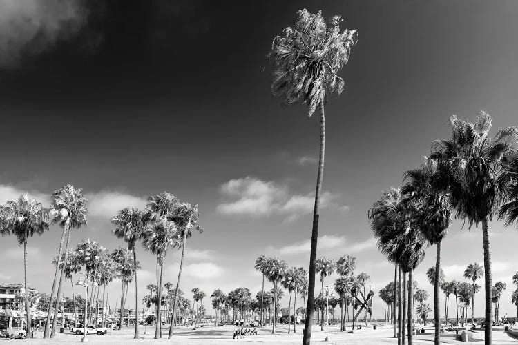 Black California Series - Venice City Beach