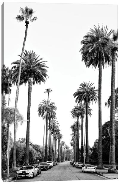 Black California Series - Los Angeles Palm Alley Canvas Art Print - All Black Collection
