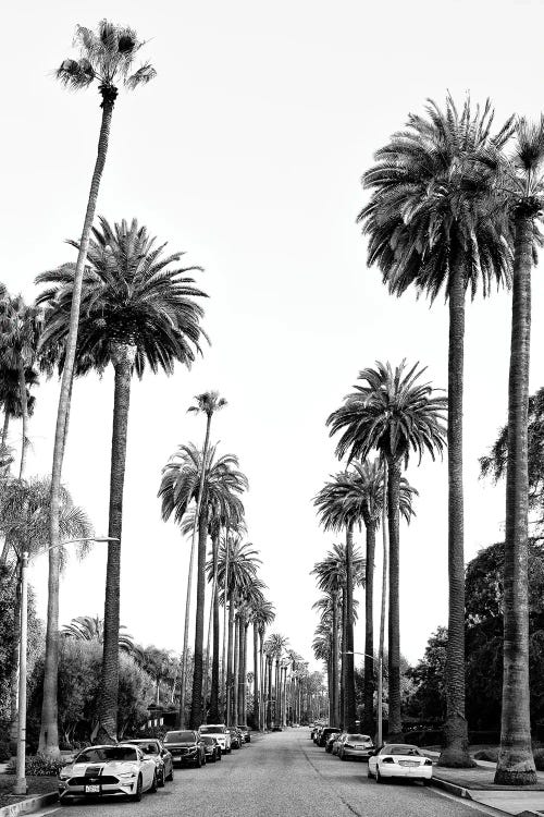 Black California Series - Los Angeles Palm Alley