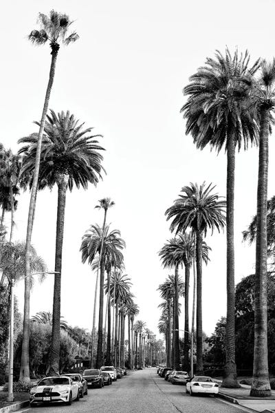 Los Angeles Palm Alley