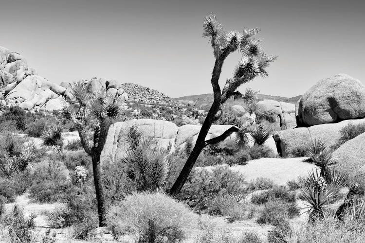 Black California Series - Joshua Tree National Park II