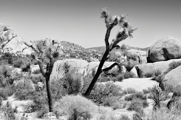 Joshua Tree National Park: Joshua Tree National Park II by Philippe Hugonnard