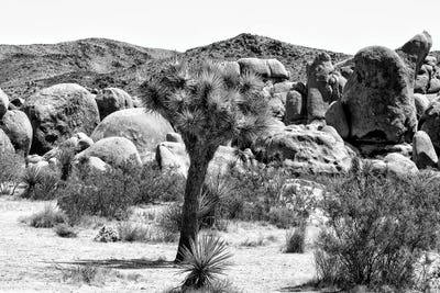 Joshua Tree National Park III by Philippe Hugonnard framed canvas print