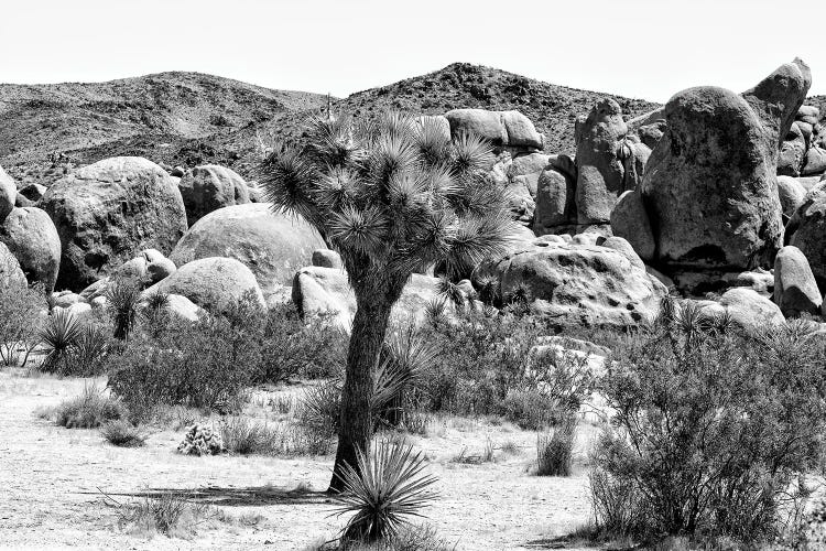 Black California Series - Joshua Tree National Park III