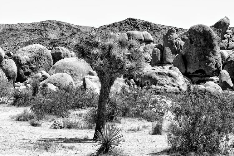 Joshua Tree National Park III