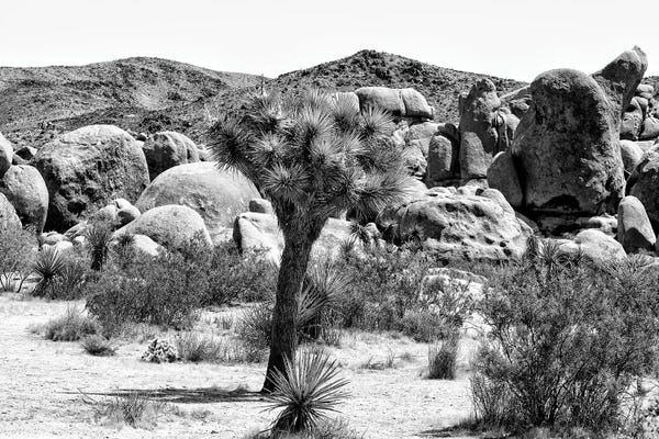 Joshua Tree National Park: Joshua Tree National Park III by Philippe Hugonnard
