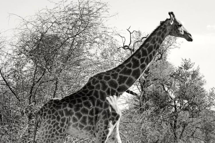 African Giraffe