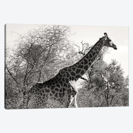 African Giraffe Canvas Print #PHD182} by Philippe Hugonnard Canvas Print