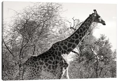 African Giraffe Canvas Art Print - African Safari