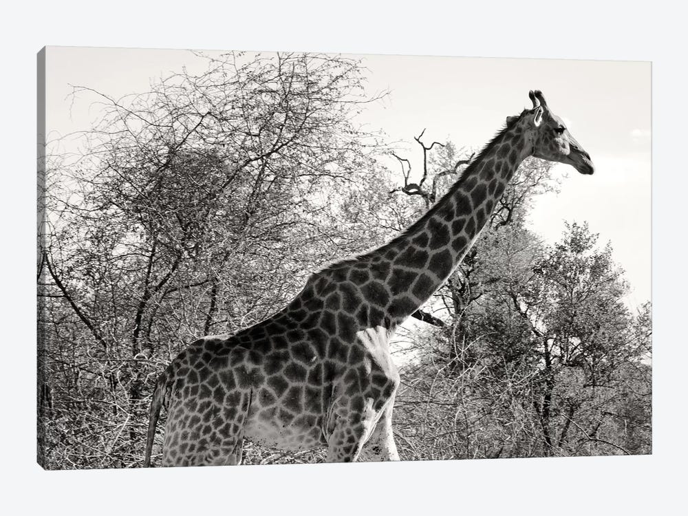 African Giraffe by Philippe Hugonnard 1-piece Canvas Art Print