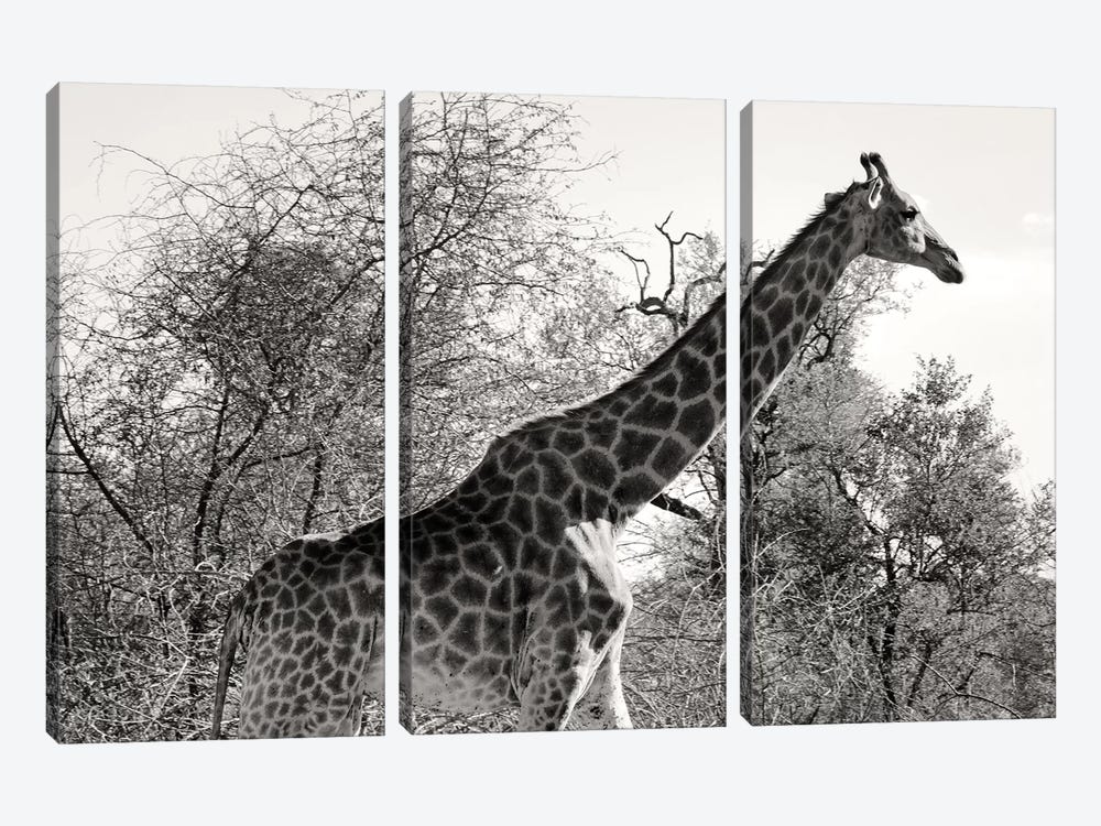 African Giraffe by Philippe Hugonnard 3-piece Canvas Print