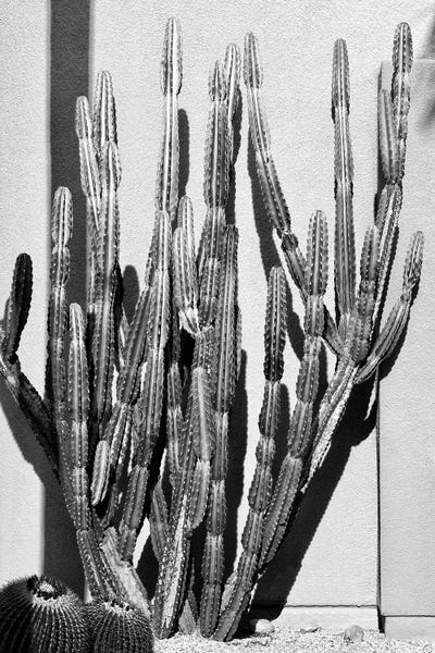 Cactus Style by Philippe Hugonnard canvas print