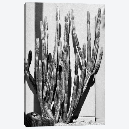 Black California Series - Cactus Style Canvas Print #PHD1833} by Philippe Hugonnard Canvas Artwork