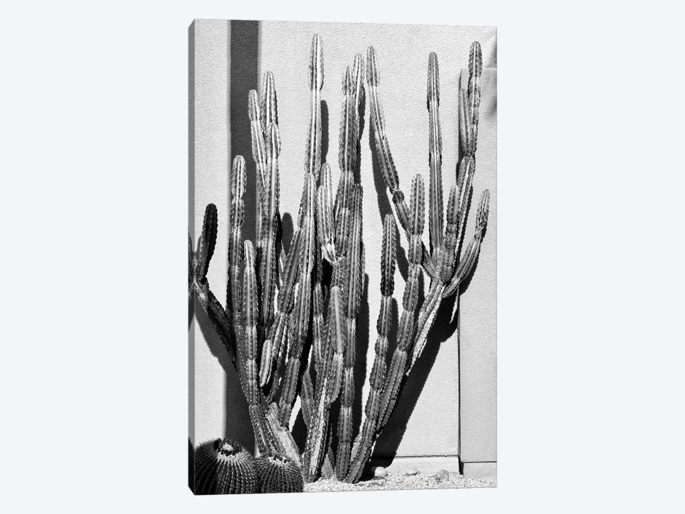 Black California Series - Cactus Style by Philippe Hugonnard 1-piece Canvas Print