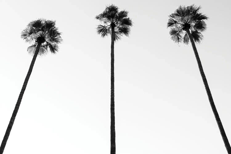 Black California Series - Palm Trees III