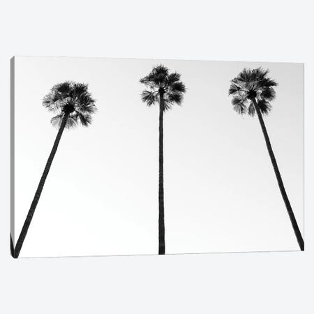 Black California Series - Palm Trees III Canvas Print #PHD1834} by Philippe Hugonnard Canvas Art Print