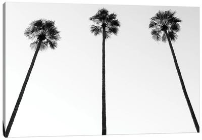 Black California Series - Palm Trees III Canvas Art Print - All Black Collection