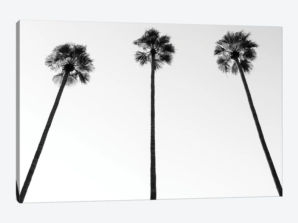 Black California Series - Palm Trees III by Philippe Hugonnard 1-piece Canvas Art