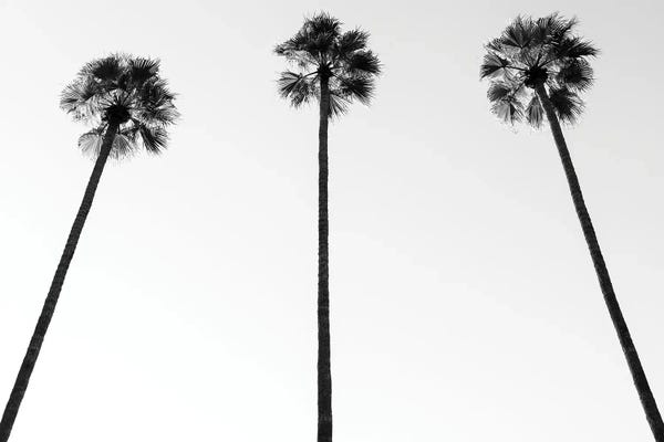 California: Palm Trees III by Philippe Hugonnard