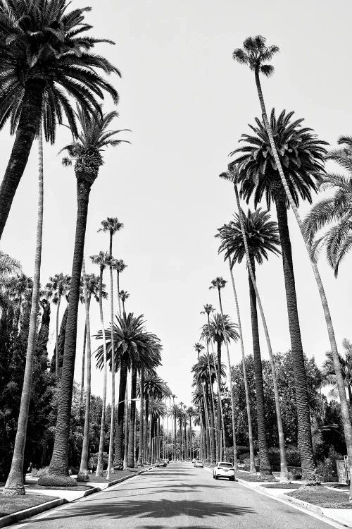 Black California Series - Beverly Hills Palm Alley II