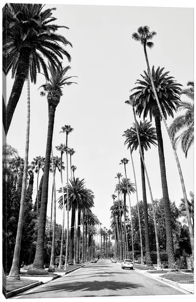 Black California Series - Beverly Hills Palm Alley II Canvas Art Print - All Black Collection