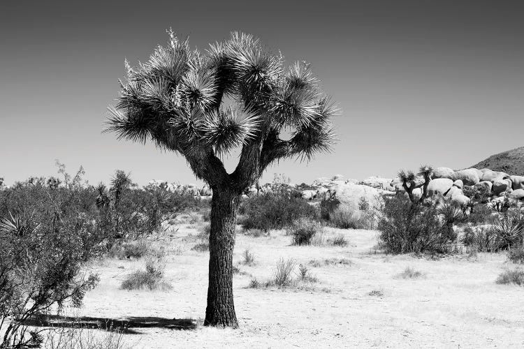 Black California Series - The Joshua Tree II