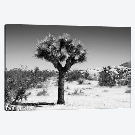 Black California Series - The Joshua Tree II Canvas Print #PHD1836} by Philippe Hugonnard Art Print