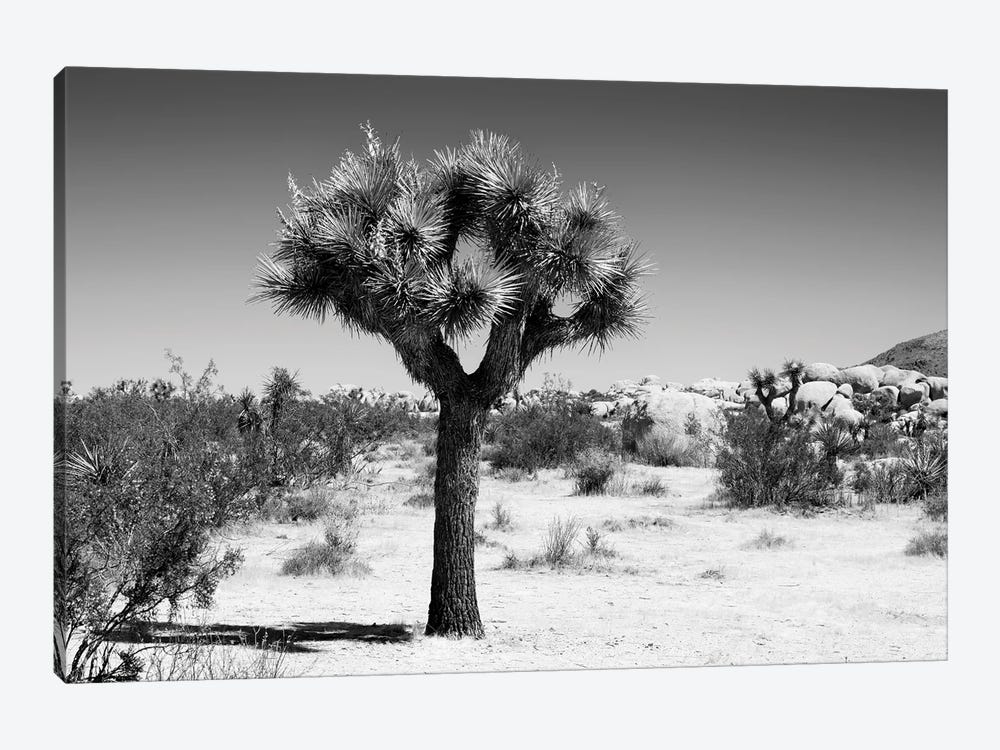 Black California Series - The Joshua Tree II by Philippe Hugonnard 1-piece Canvas Artwork