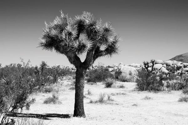 Joshua Tree National Park: The Joshua Tree II by Philippe Hugonnard