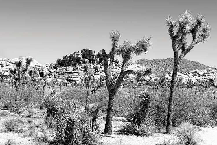 Black California Series - Joshua Tree Boulders Rock