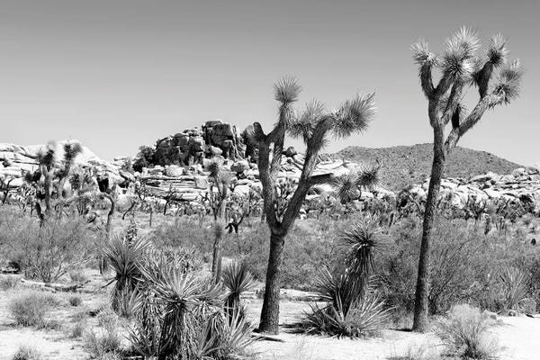 Joshua Tree National Park: Joshua Tree Boulders Rock by Philippe Hugonnard