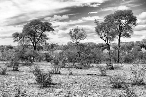 Africa: African Landscape  by Philippe Hugonnard