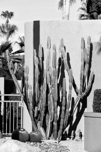 Cactus Design by Philippe Hugonnard canvas print