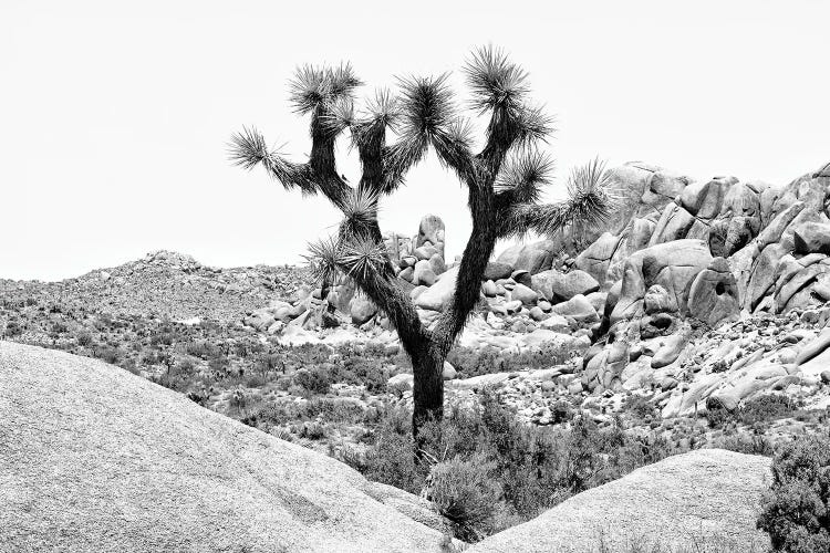 Black California Series - Joshua Tree National Park IV